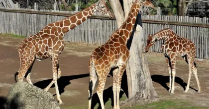 Banca del Fucino, la musica del Teatro dell’Opera di Roma al Bioparco