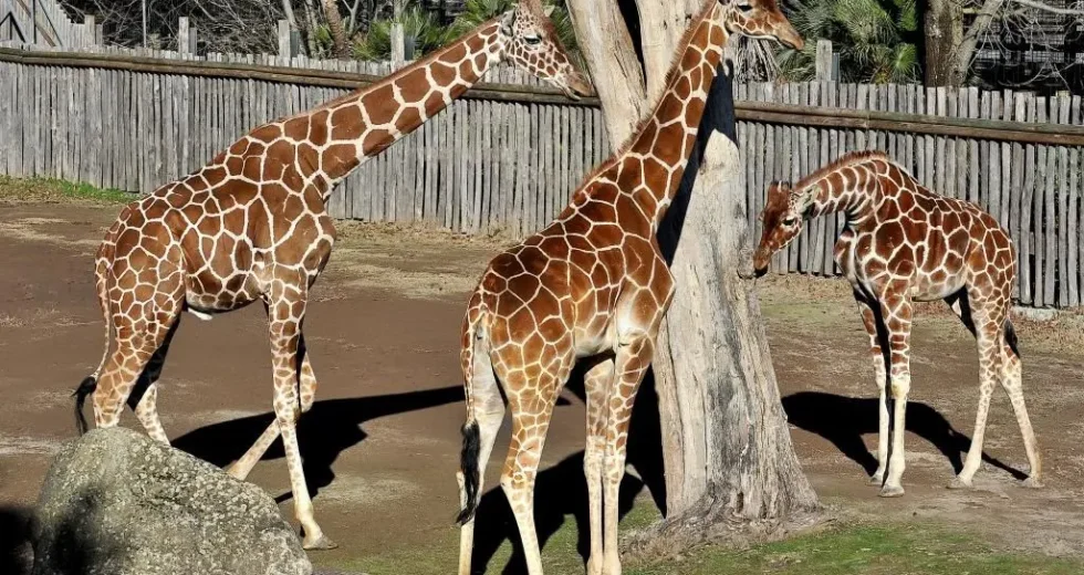 Banca del Fucino, la musica del Teatro dell’Opera di Roma al Bioparco
