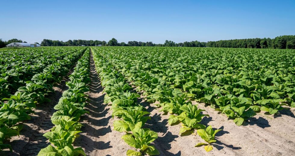 Tabacco, UNITAB Europa “L’Ue valuti l’impatto degli interventi normativi”