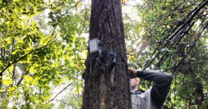 #RigeneraBoschi: La Ricerca di Sorgenia sulle Foreste Riceve Validazione Scientifica