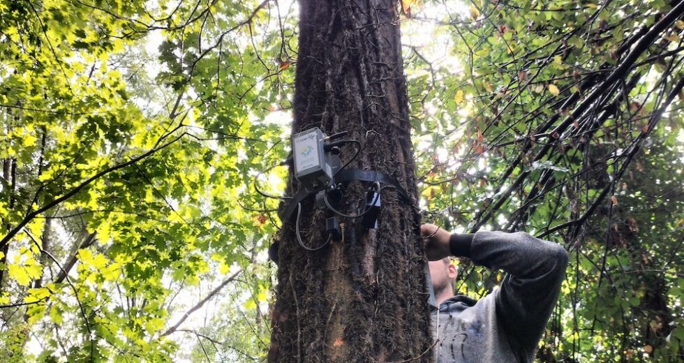 #RigeneraBoschi: La Ricerca di Sorgenia sulle Foreste Riceve Validazione Scientifica