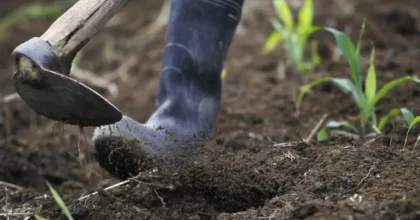 Cina, gli scarti agricoli diventano biochar ad alto valore