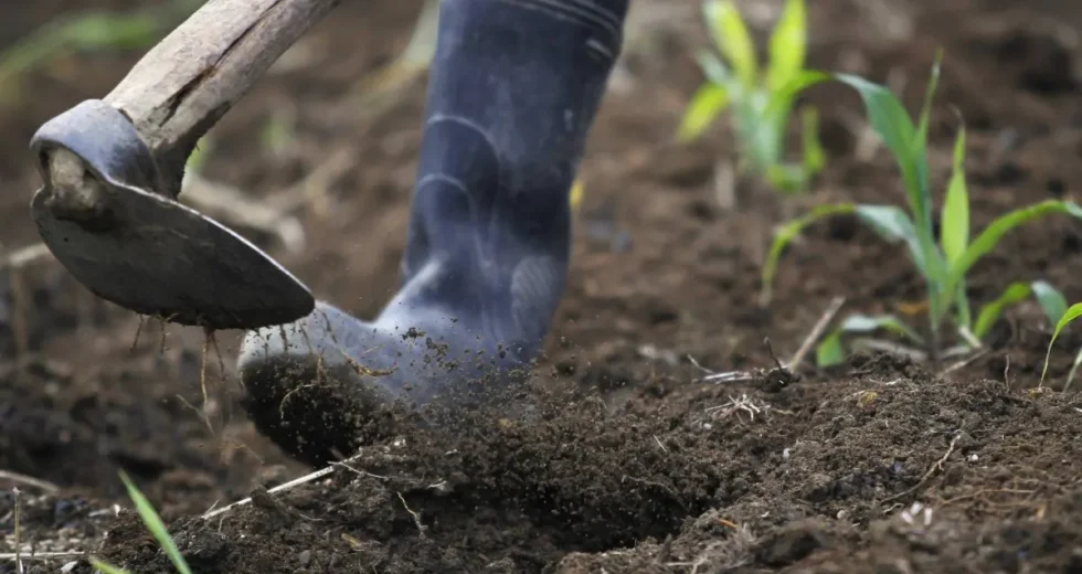 Cina, gli scarti agricoli diventano biochar ad alto valore