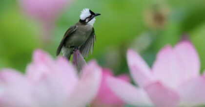 Cina, stretta sulla caccia illegale agli uccelli e i reati contro fauna selvatica