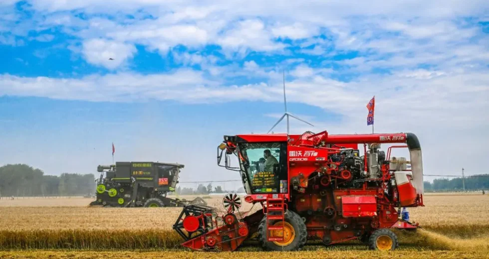 Cina, per la prima volta il raccolto di cereali estivi supera 150 mln tonnellate