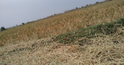 Imprese agricole in crisi: il 67,6% colpito da eventi climatici estremi tra il 2023 e il 2025