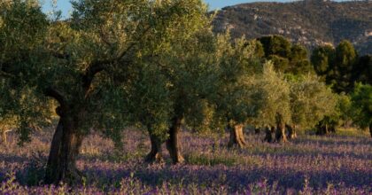 Crisi dell’Olio d’Oliva: Puglia e Calabria Richiedono Intervento Urgente