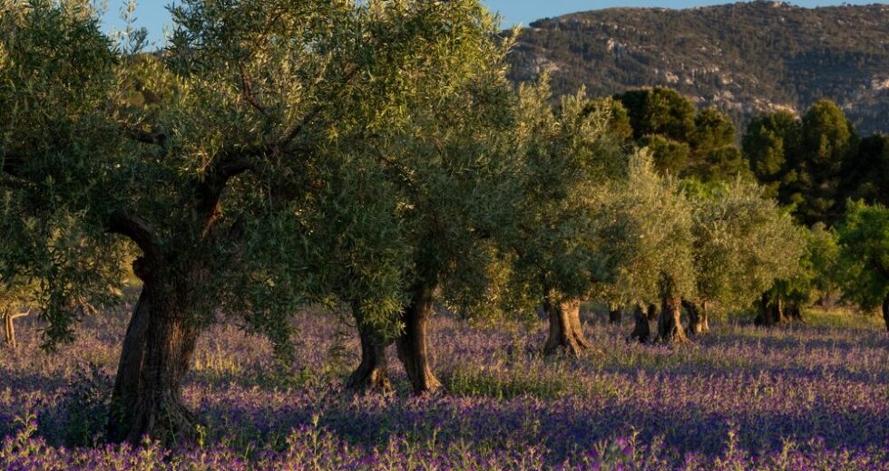 Crisi dell’Olio d’Oliva: Puglia e Calabria Richiedono Intervento Urgente