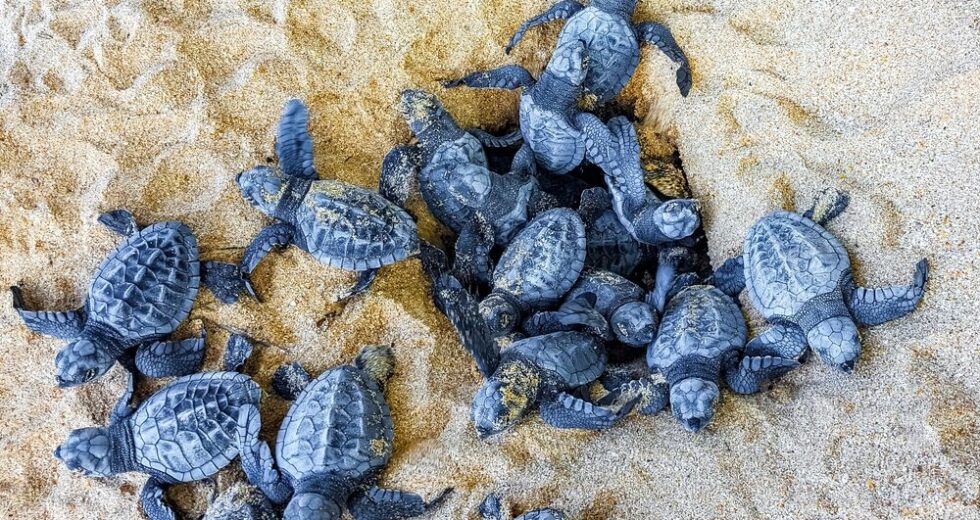 Censimento dei nidi di Caretta caretta in Italia: un calo preoccupante