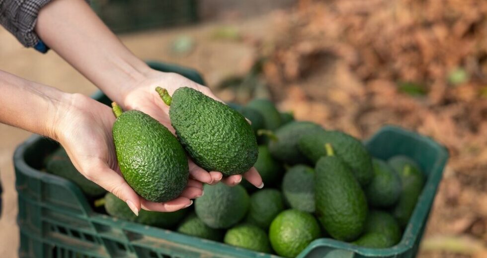 Halaesa: Espansione della produzione di avocado in Sicilia