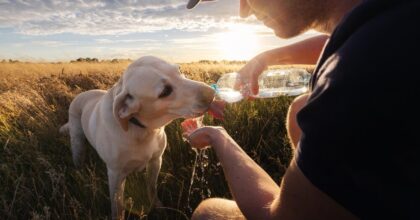 Come Proteggere gli Animali dal Caldo Estivo: Regole Pratiche per Proprietari e Amanti della Natura