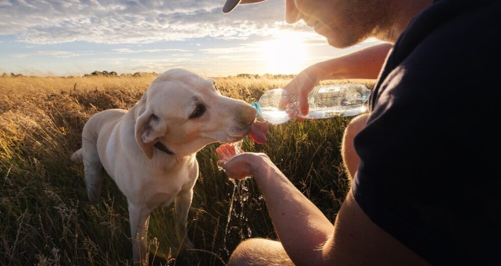 Come Proteggere gli Animali dal Caldo Estivo: Regole Pratiche per Proprietari e Amanti della Natura