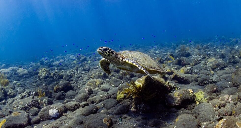 Tartarughe marine a Lesina: cosa sapere dopo i recenti episodi di morso