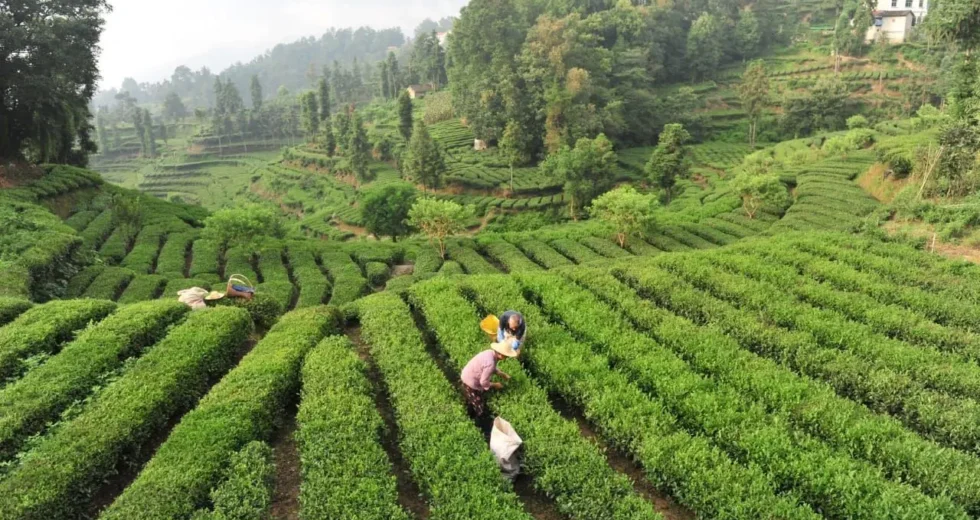 La Cina potenzia i settori della tradizione, dalla seta al tè alla porcellana