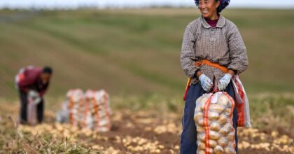 La Cina prevede un 2026 da record per il raccolto di cereali