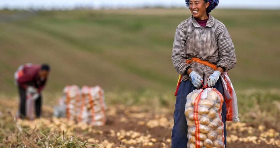 La Cina prevede un 2026 da record per il raccolto di cereali