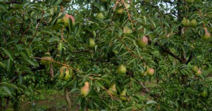 L’Accordo Italia-Ecuador: Nuove Opportunità per l’Export di Pere Italiane