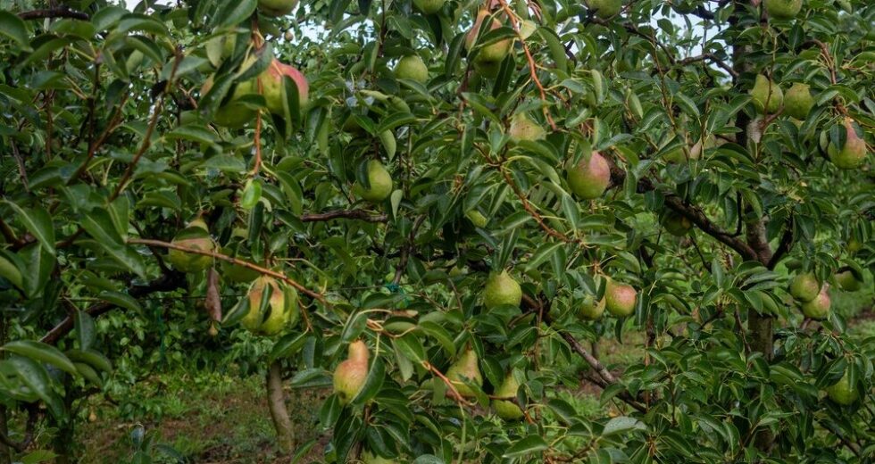 L’Accordo Italia-Ecuador: Nuove Opportunità per l’Export di Pere Italiane