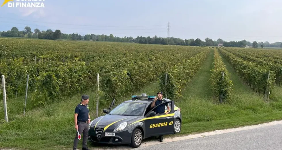 Vendemmia in nero, scoperti 25 braccianti irregolari nel trevigiano