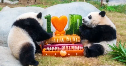 L’Ocean Park di Hong Kong celebra i 50 anni con nuove strutture e iniziative