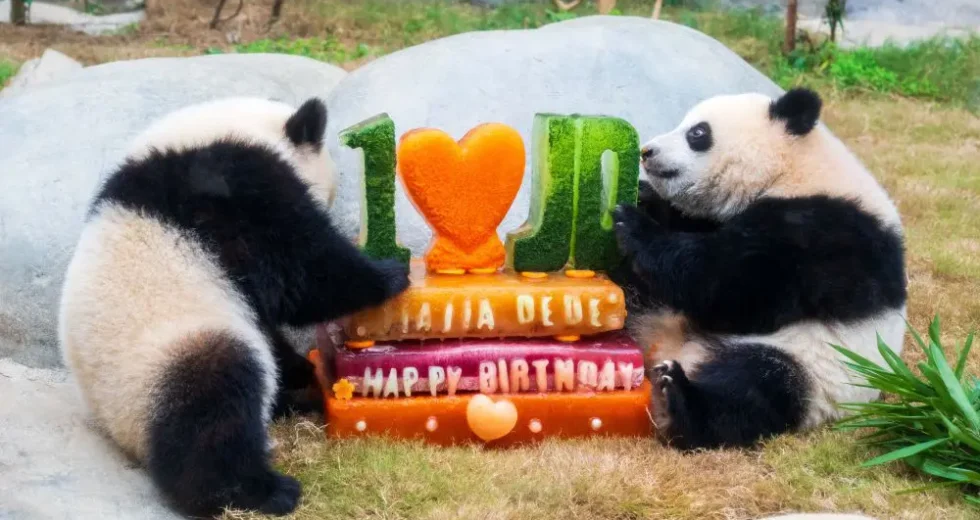 L’Ocean Park di Hong Kong celebra i 50 anni con nuove strutture e iniziative