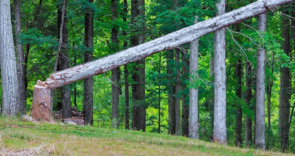 Aumento dei Costi nella Produzione di Pannelli in Legno: Rischi per la Competitività delle Aziende Europee