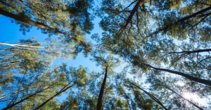 Italia: quasi 3,7 milioni di alberi piantati nella primavera 2025-2026