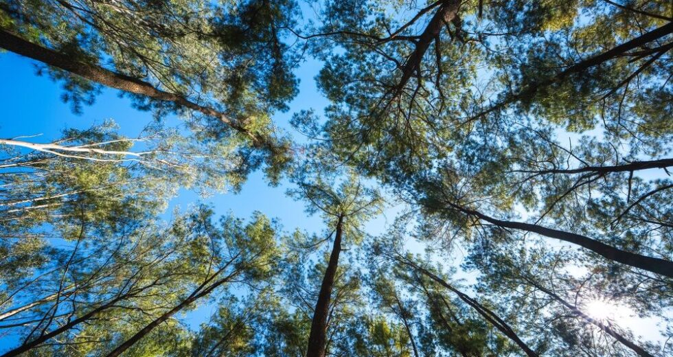 Italia: quasi 3,7 milioni di alberi piantati nella primavera 2025-2026
