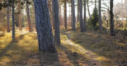 Crescita della Forestazione in Italia: Nel 2025 Piantati Quasi 3,7 Milioni di Alberi